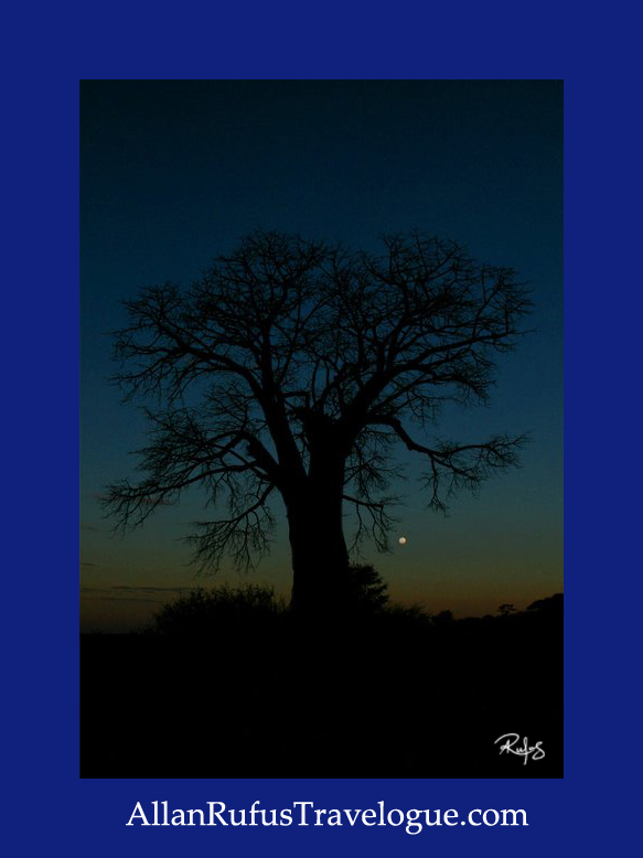 Travelogue - Allan Rufus. Botswana, Kasane, A boabab tree